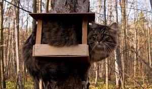 Preview wallpaper cat, birdhouse, furry, funny, situation