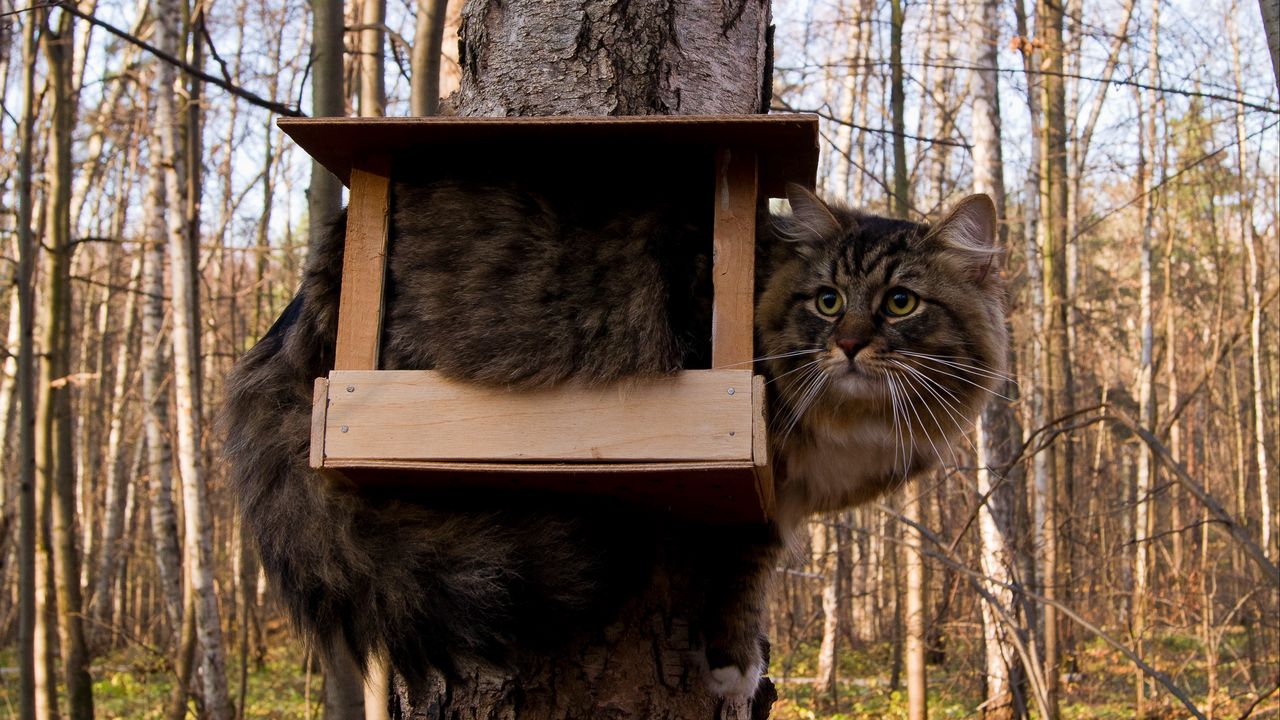 Wallpaper cat, bird-house, sit, funny, tree, forest, furry