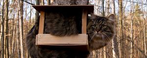 Preview wallpaper cat, bird-house, sit, funny, tree, forest, furry