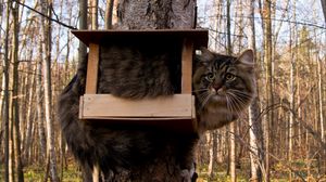 Preview wallpaper cat, bird-house, sit, funny, tree, forest, furry
