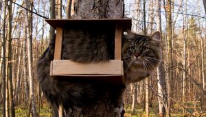 Preview wallpaper cat, bird-house, sit, funny, tree, forest, furry