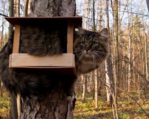 Preview wallpaper cat, bird-house, sit, funny, tree, forest, furry