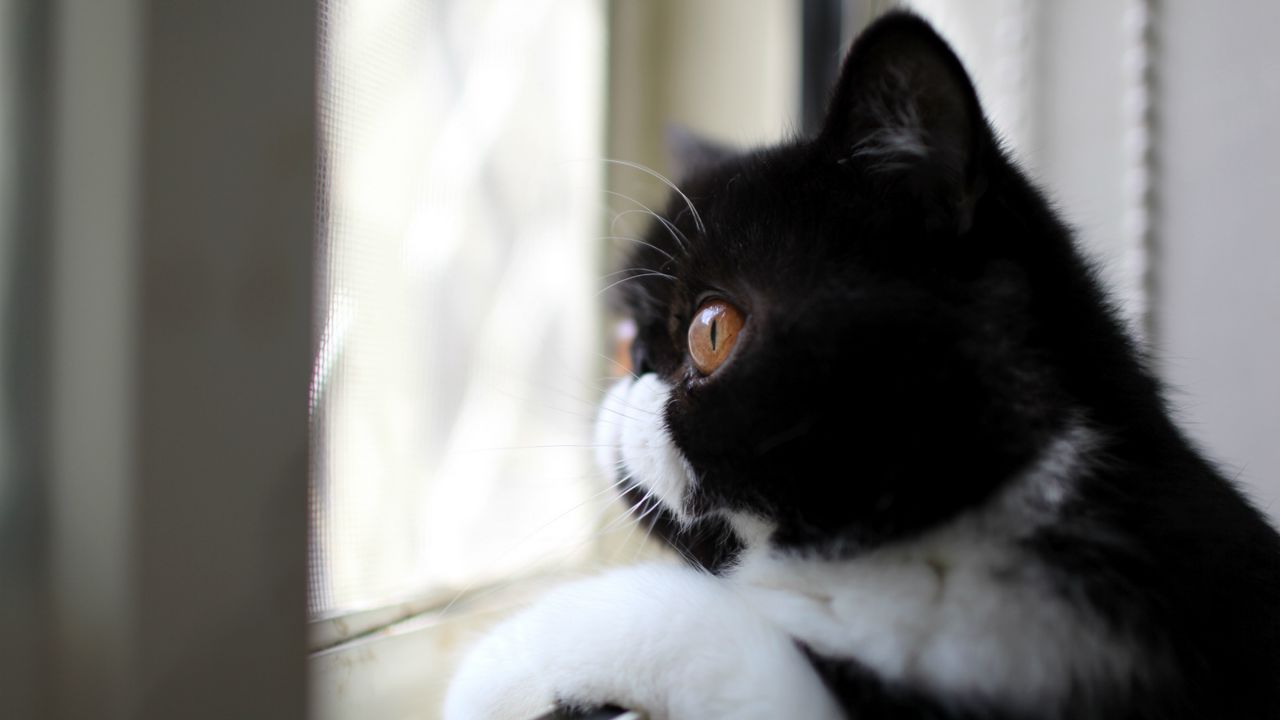 Wallpaper cat, black and white, color, profile, view, looking out the window