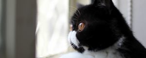 Preview wallpaper cat, black and white, color, profile, view, looking out the window