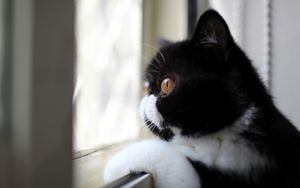 Preview wallpaper cat, black and white, color, profile, view, looking out the window