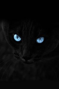 Preview wallpaper cat, black, blue-eyed, glance