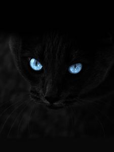 Preview wallpaper cat, black, blue-eyed, glance