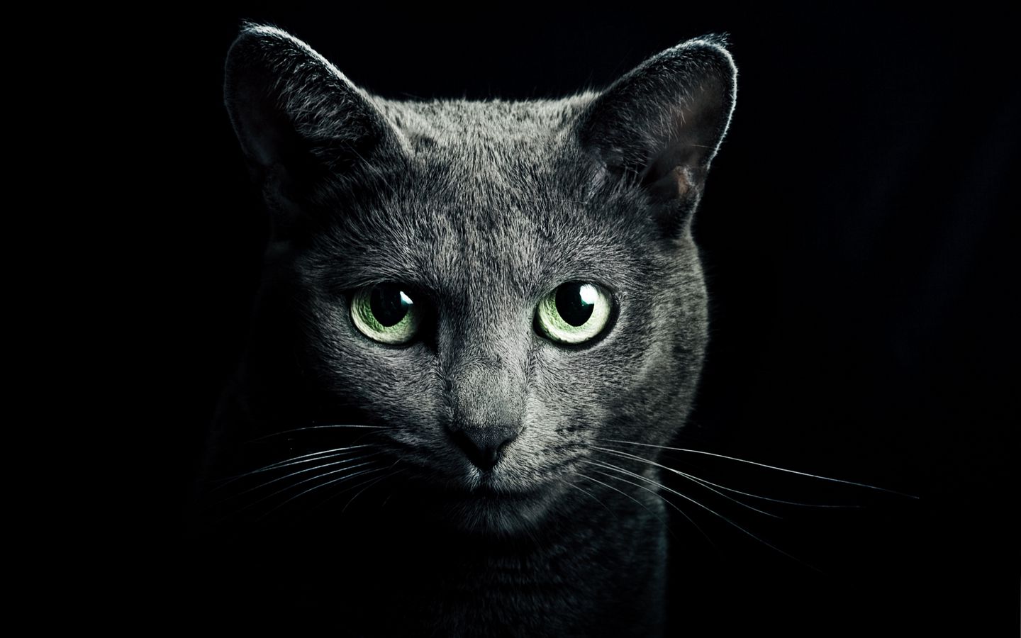 1440x900 Wallpaper cat, black, breed, russian, blue eyes, green eyes, black background