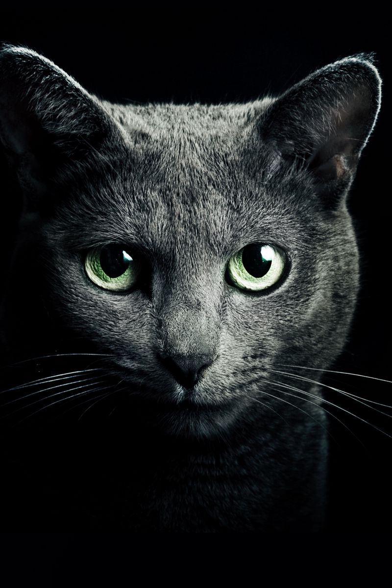 800x1200 Wallpaper cat, black, breed, russian, blue eyes, green eyes, black background