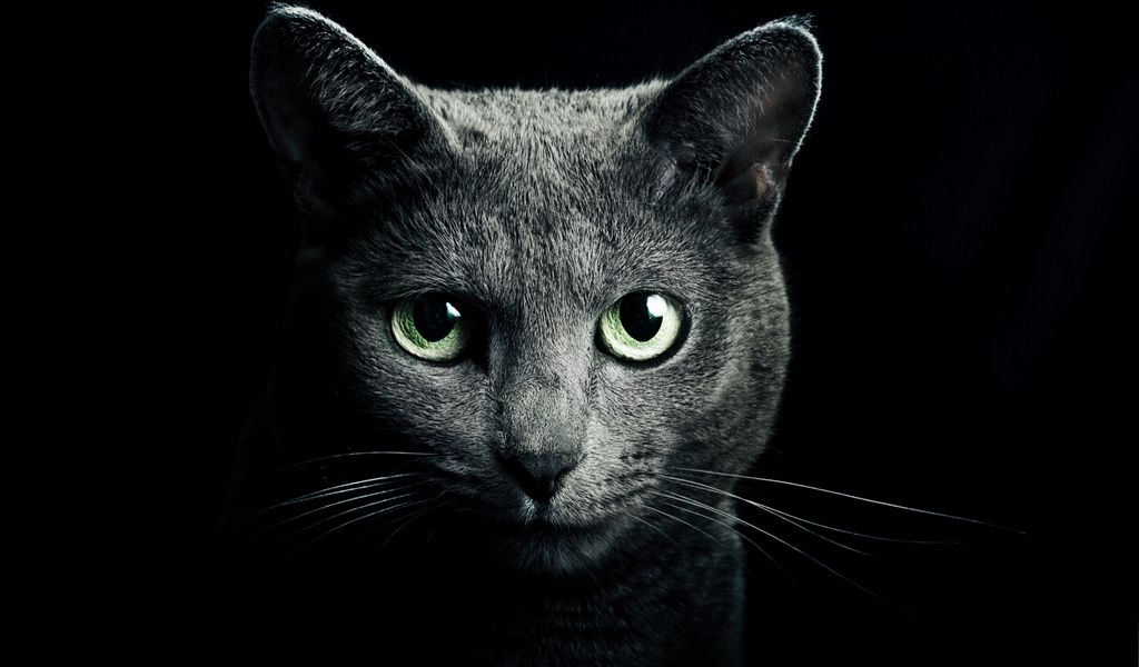 1024x600 Wallpaper cat, black, breed, russian, blue eyes, green eyes, black background