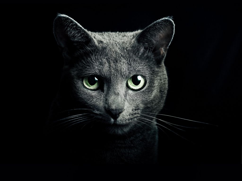 1024x768 Wallpaper cat, black, breed, russian, blue eyes, green eyes, black background