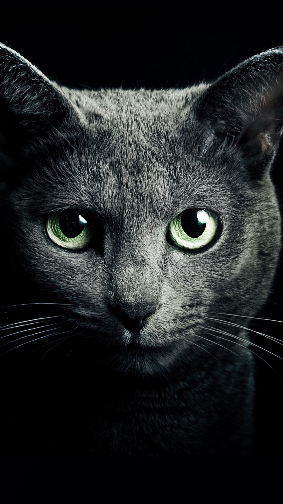 1080x1920 Wallpaper cat, black, breed, russian, blue eyes, green eyes, black background