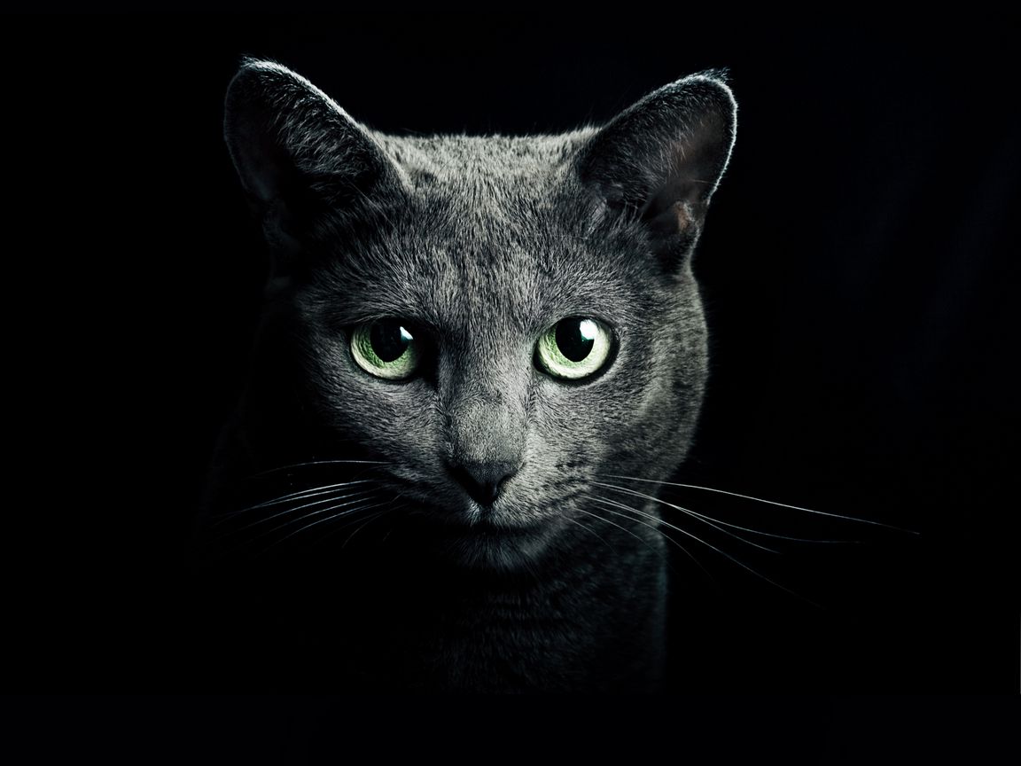 1152x864 Wallpaper cat, black, breed, russian, blue eyes, green eyes, black background