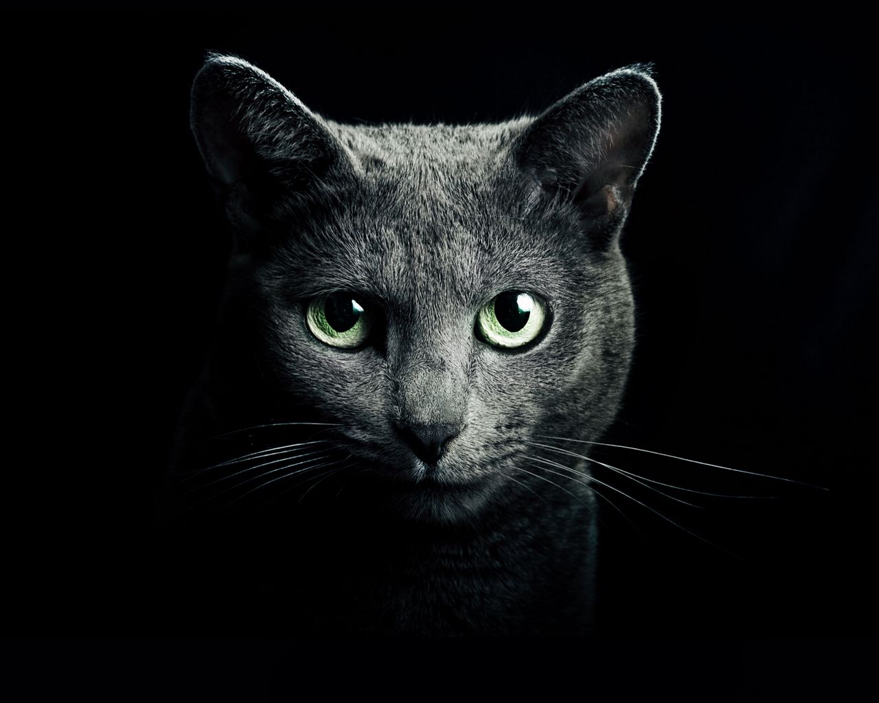 1280x1024 Wallpaper cat, black, breed, russian, blue eyes, green eyes, black background