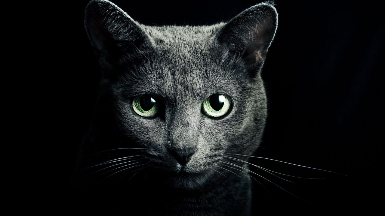 1280x720 Wallpaper cat, black, breed, russian, blue eyes, green eyes, black background