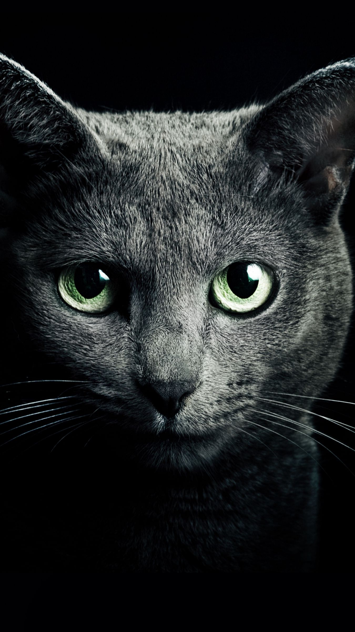 1350x2400 Wallpaper cat, black, breed, russian, blue eyes, green eyes, black background