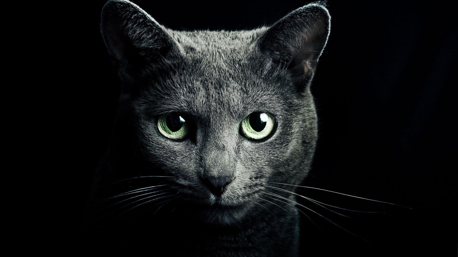 1600x900 Wallpaper cat, black, breed, russian, blue eyes, green eyes, black background