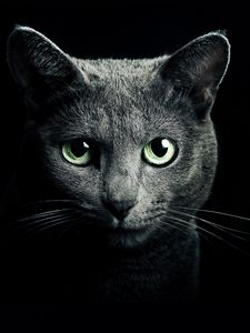 Preview wallpaper cat, black, breed, russian, blue eyes, green eyes, black background