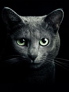 240x320 Wallpaper cat, black, breed, russian, blue eyes, green eyes, black background