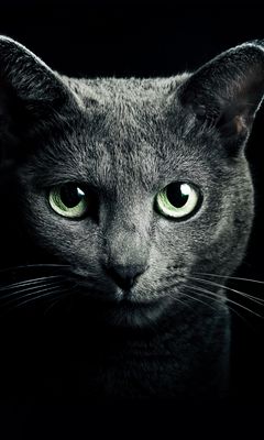 240x400 Wallpaper cat, black, breed, russian, blue eyes, green eyes, black background