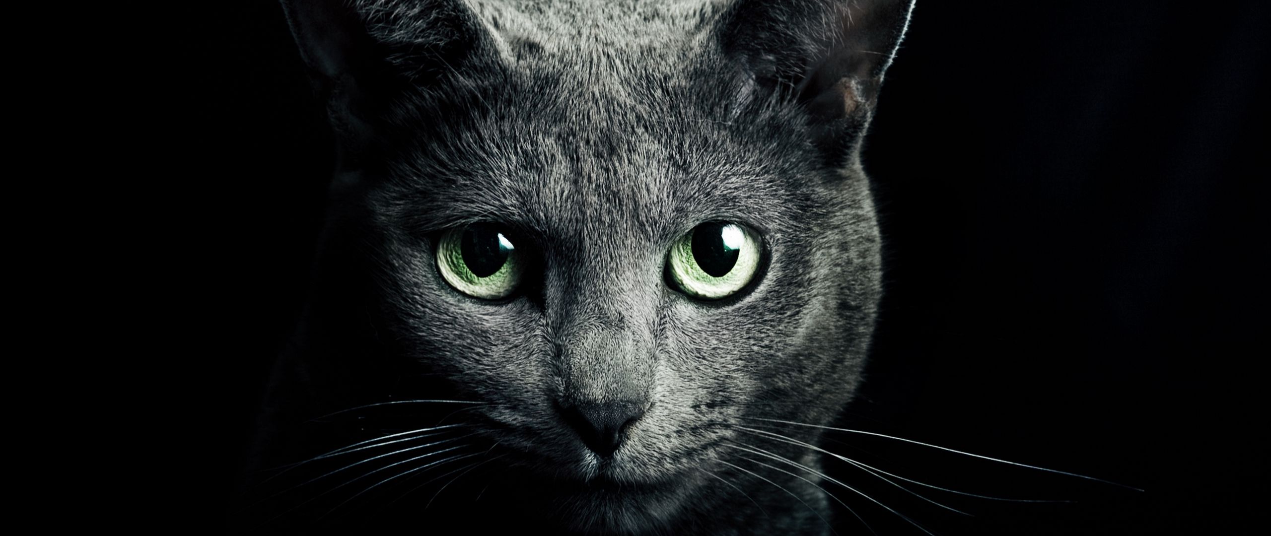 2560x1080 Wallpaper cat, black, breed, russian, blue eyes, green eyes, black background