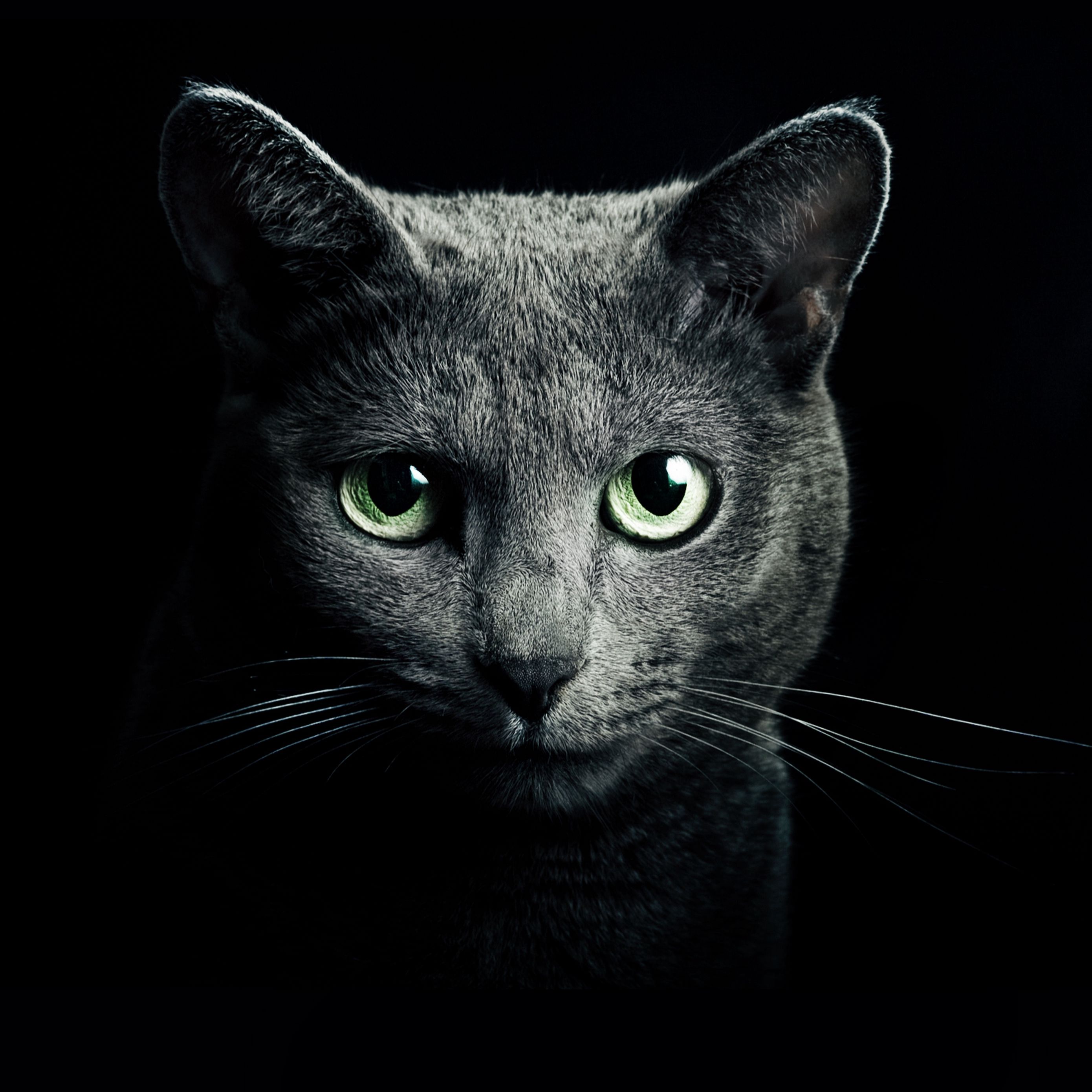 2780x2780 Wallpaper cat, black, breed, russian, blue eyes, green eyes, black background