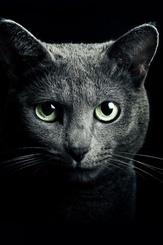 320x480 Wallpaper cat, black, breed, russian, blue eyes, green eyes, black background