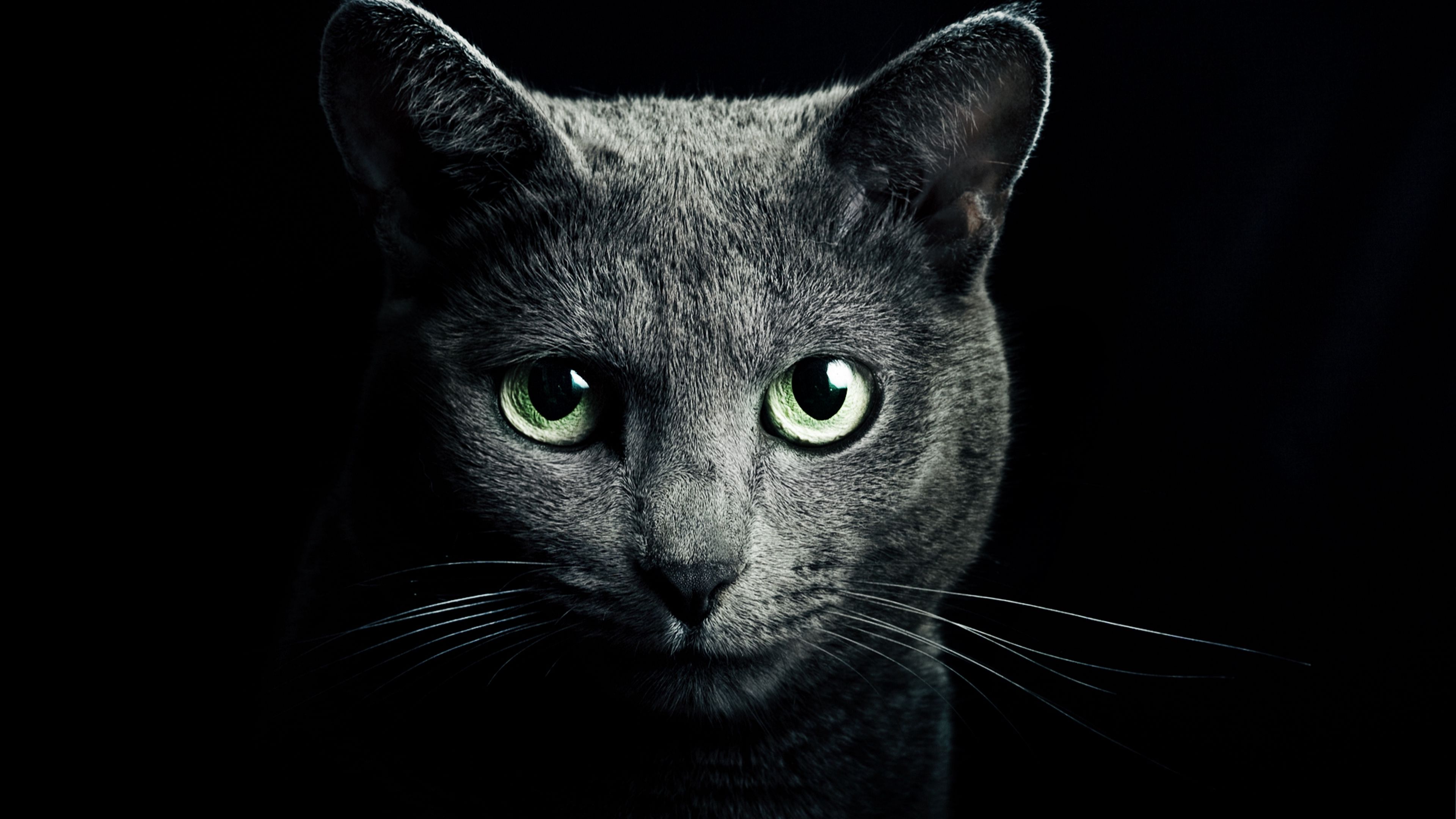 3840x2160 Wallpaper cat, black, breed, russian, blue eyes, green eyes, black background