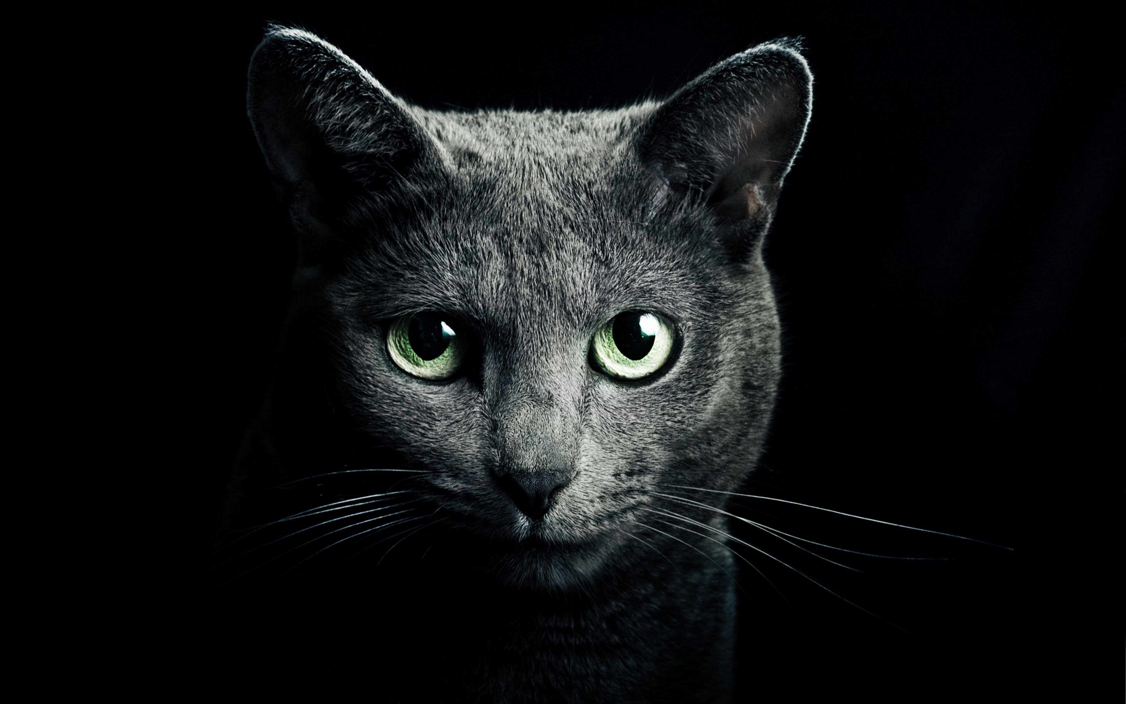 3840x2400 Wallpaper cat, black, breed, russian, blue eyes, green eyes, black background
