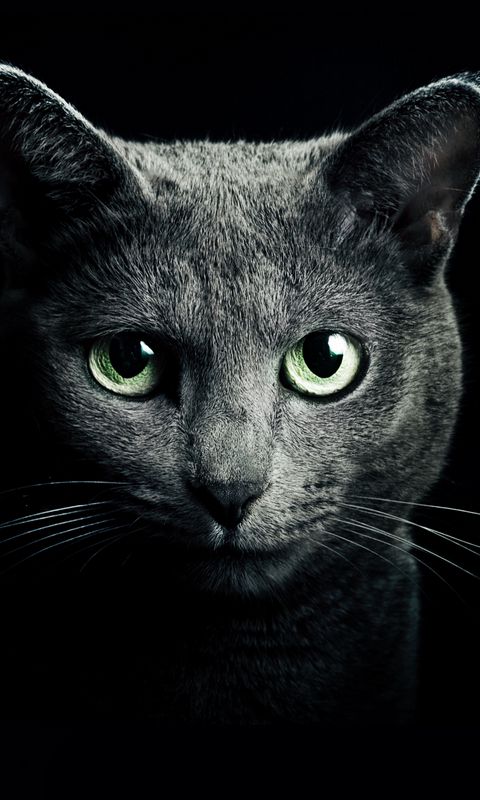 480x800 Wallpaper cat, black, breed, russian, blue eyes, green eyes, black background