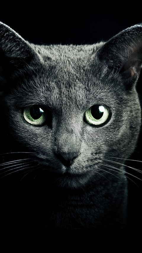 480x854 Wallpaper cat, black, breed, russian, blue eyes, green eyes, black background