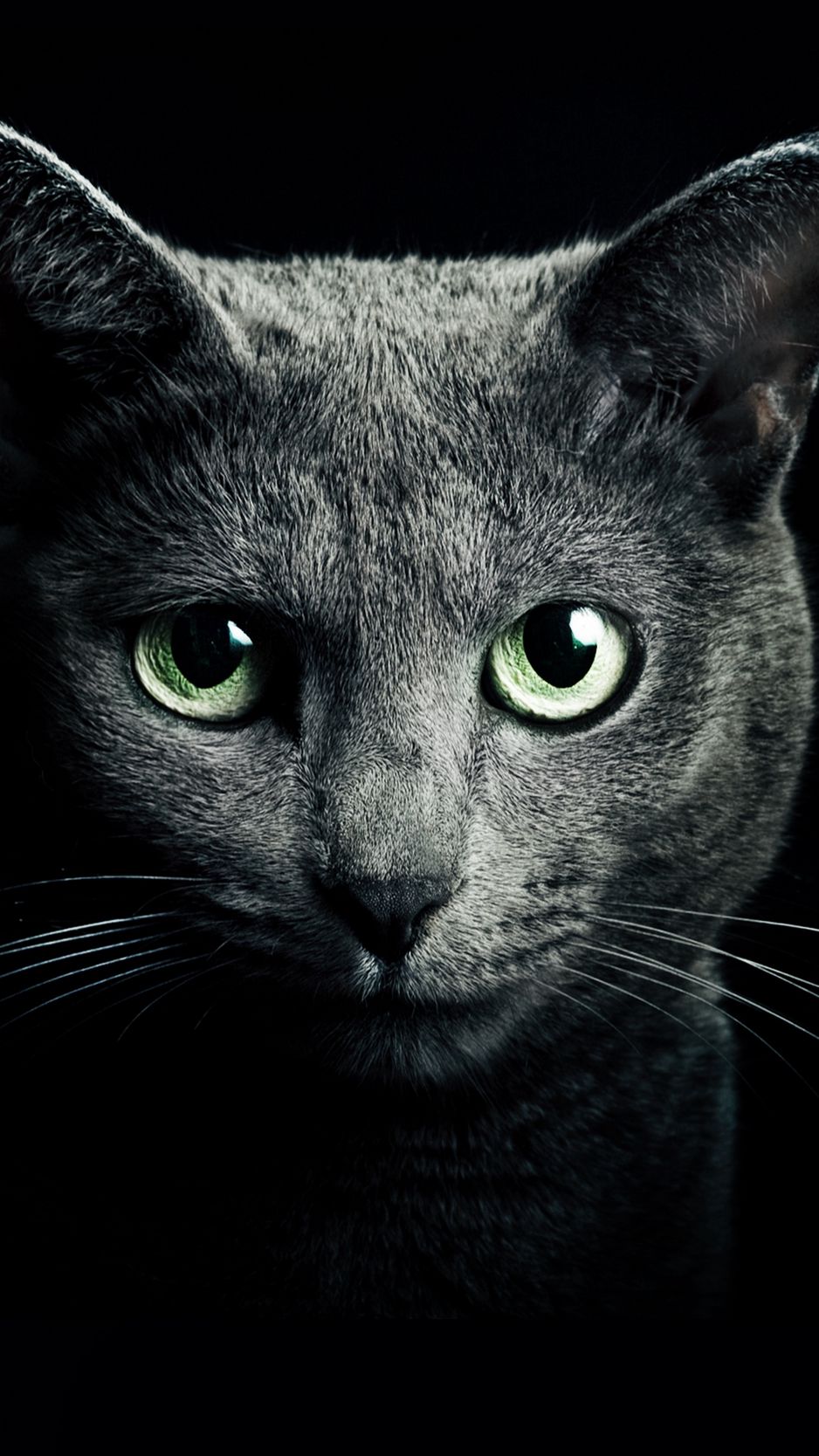 938x1668 Wallpaper cat, black, breed, russian, blue eyes, green eyes, black background