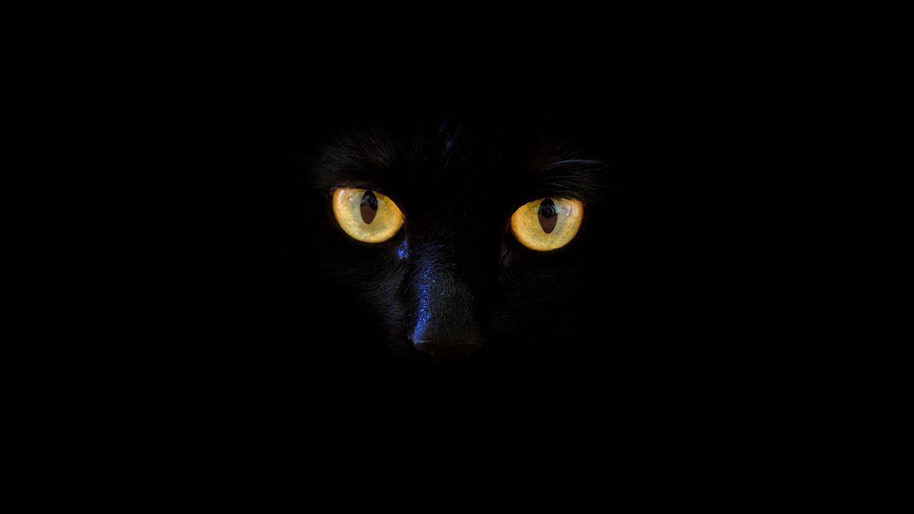 Wallpaper cat, black cat, eyes, dark hd, picture, image
