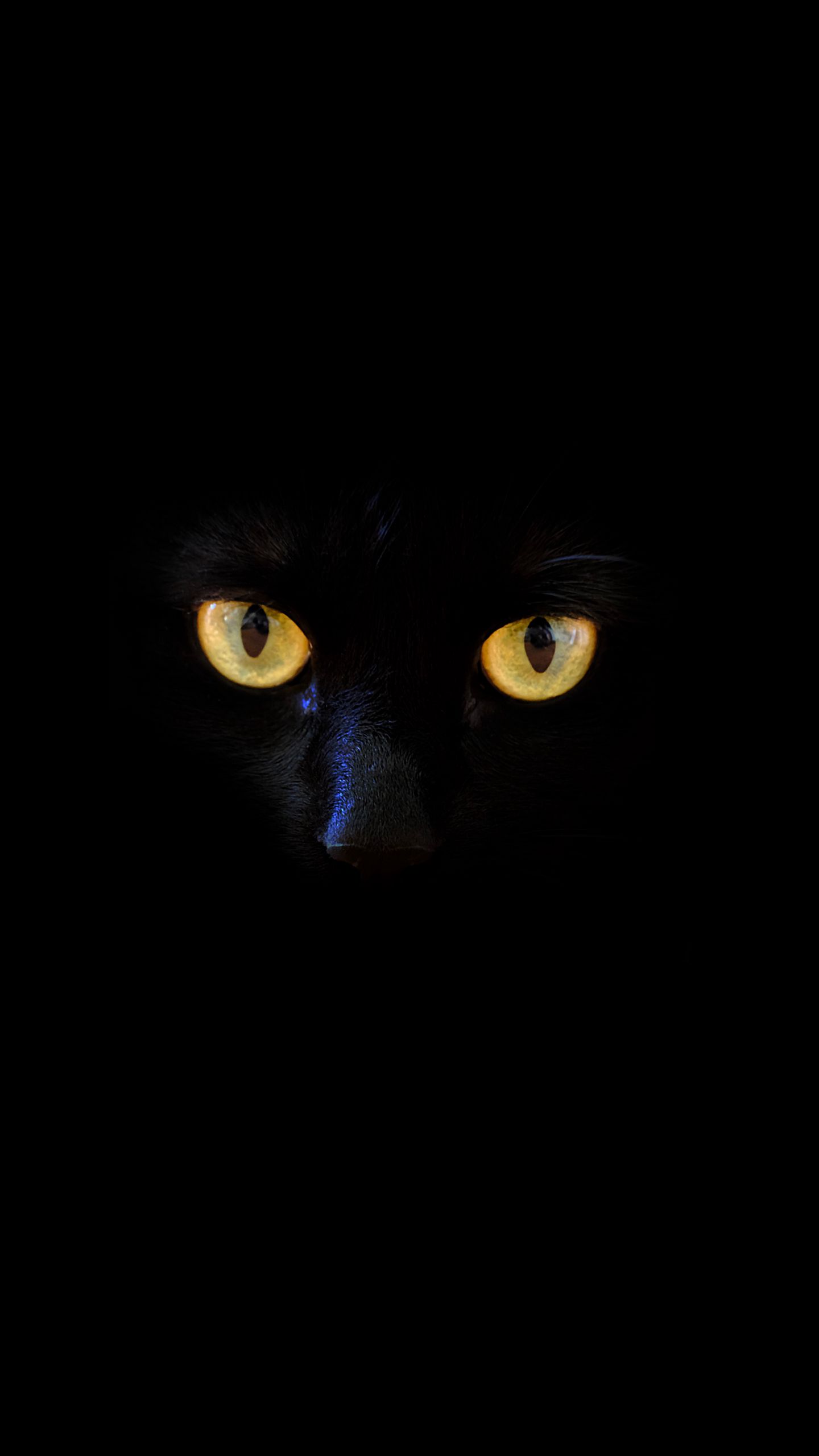 Download wallpaper 938x1668 cat, gray, pet, neon iphone 8/7/6s/6 for  parallax hd background