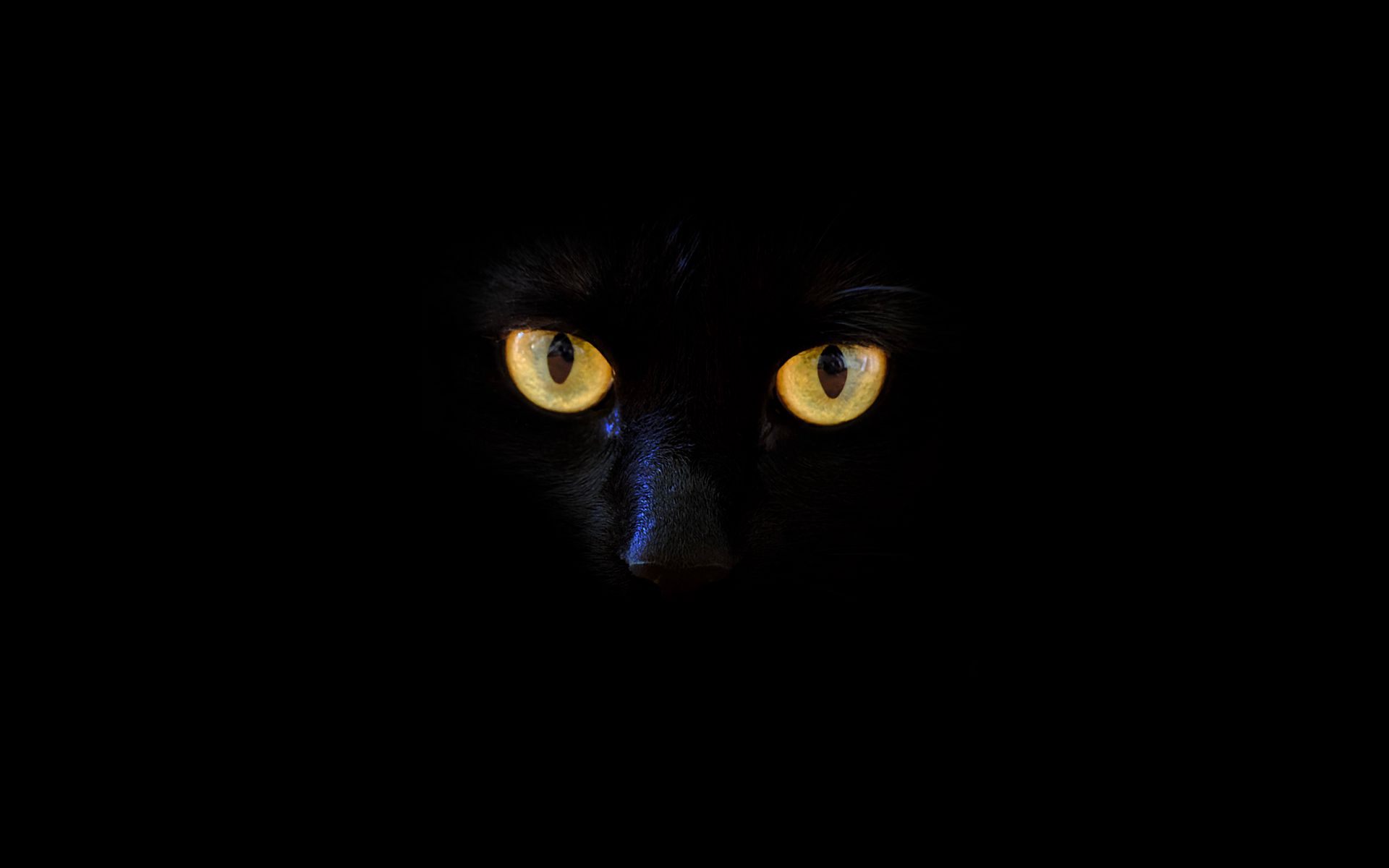 Download Wallpaper X Cat Black Cat Eyes Dark Widescreen Hd Background