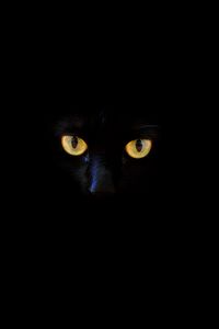 Preview wallpaper cat, black cat, eyes, dark