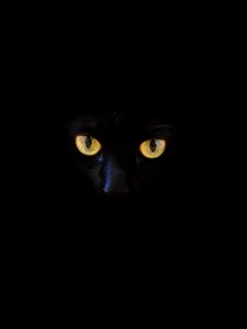 Preview wallpaper cat, black cat, eyes, dark