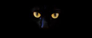 Preview wallpaper cat, black cat, eyes, dark