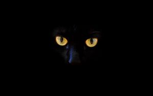 Preview wallpaper cat, black cat, eyes, dark