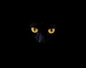 Preview wallpaper cat, black cat, eyes, dark