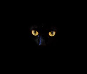 Preview wallpaper cat, black cat, eyes, dark