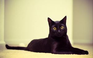 Preview wallpaper cat, black cat, lying, beautiful