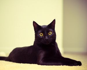 Preview wallpaper cat, black cat, lying, beautiful