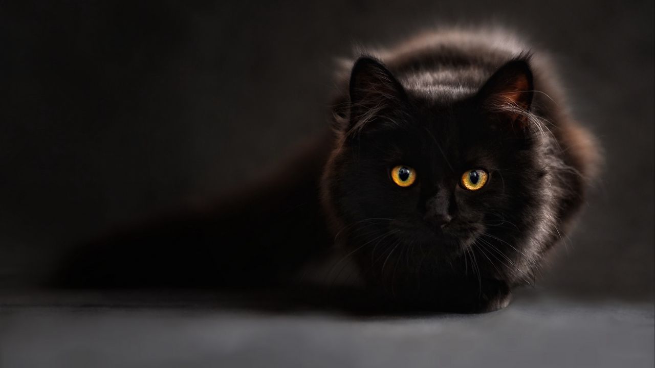 Wallpaper cat, black, eyes, shadow