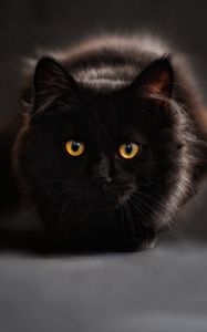 Preview wallpaper cat, black, eyes, shadow