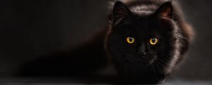 Preview wallpaper cat, black, eyes, shadow