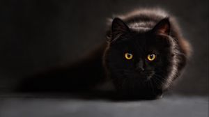 Preview wallpaper cat, black, eyes, shadow