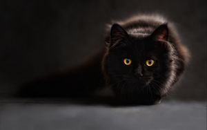 Preview wallpaper cat, black, eyes, shadow