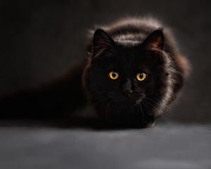 Preview wallpaper cat, black, eyes, shadow