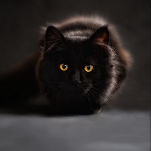 Preview wallpaper cat, black, eyes, shadow